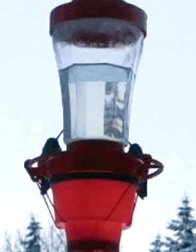 Bottle Style Feeder with Glowing Nectar Warmer