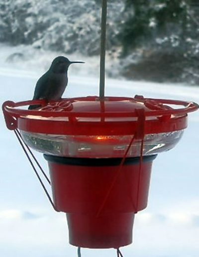 Saucer Perch Hummingbird Feeder Nectar Warmer