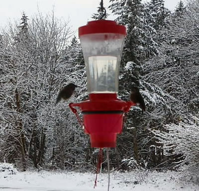 Bottle Type Hummingbird Feeder Warmer