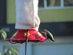 Heating pad wrapped around a hummingbird feeder to thaw nectar.