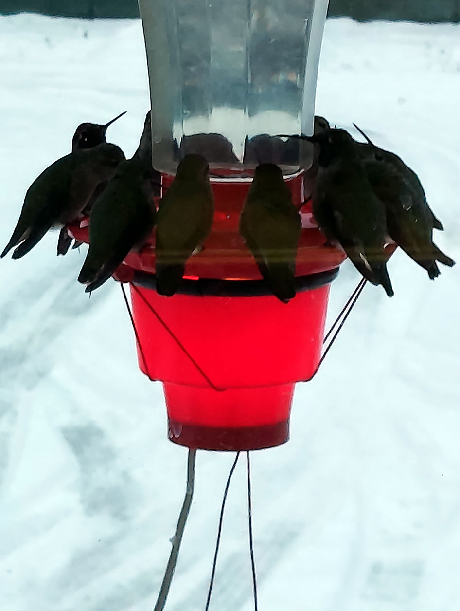 Charm of Hummingbirds Feeding - Snowy Weather