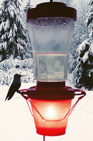 Humming Bird Feeder with Heater in Winter