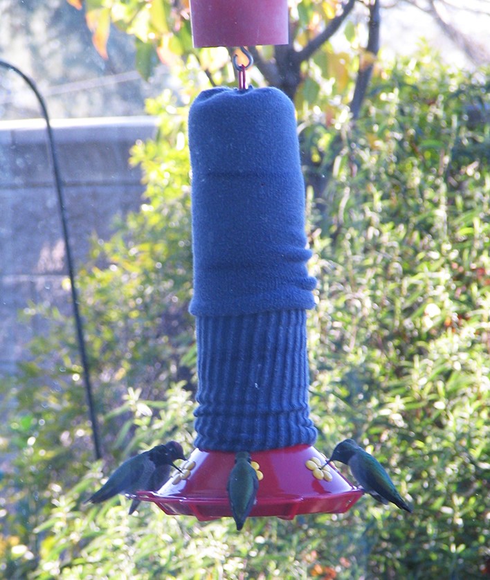 Hummingbird feeder insulated with a sock to prevent frozen nectar.