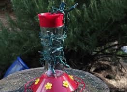 Hummingbird feeder wrapped in holiday lights to warm nectar.