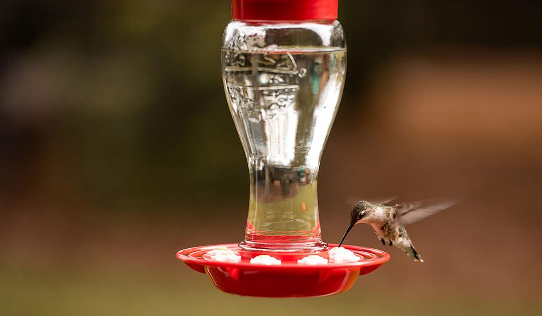 Hummingbird Nectar Recipe