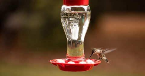 Recipe Hummingbird Nectar – Make Your Own